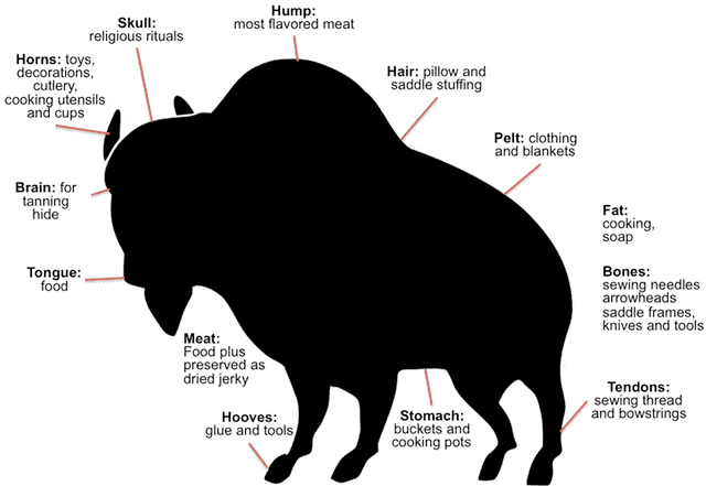 Learn to use every part of the buffalo in your marketing strategy.